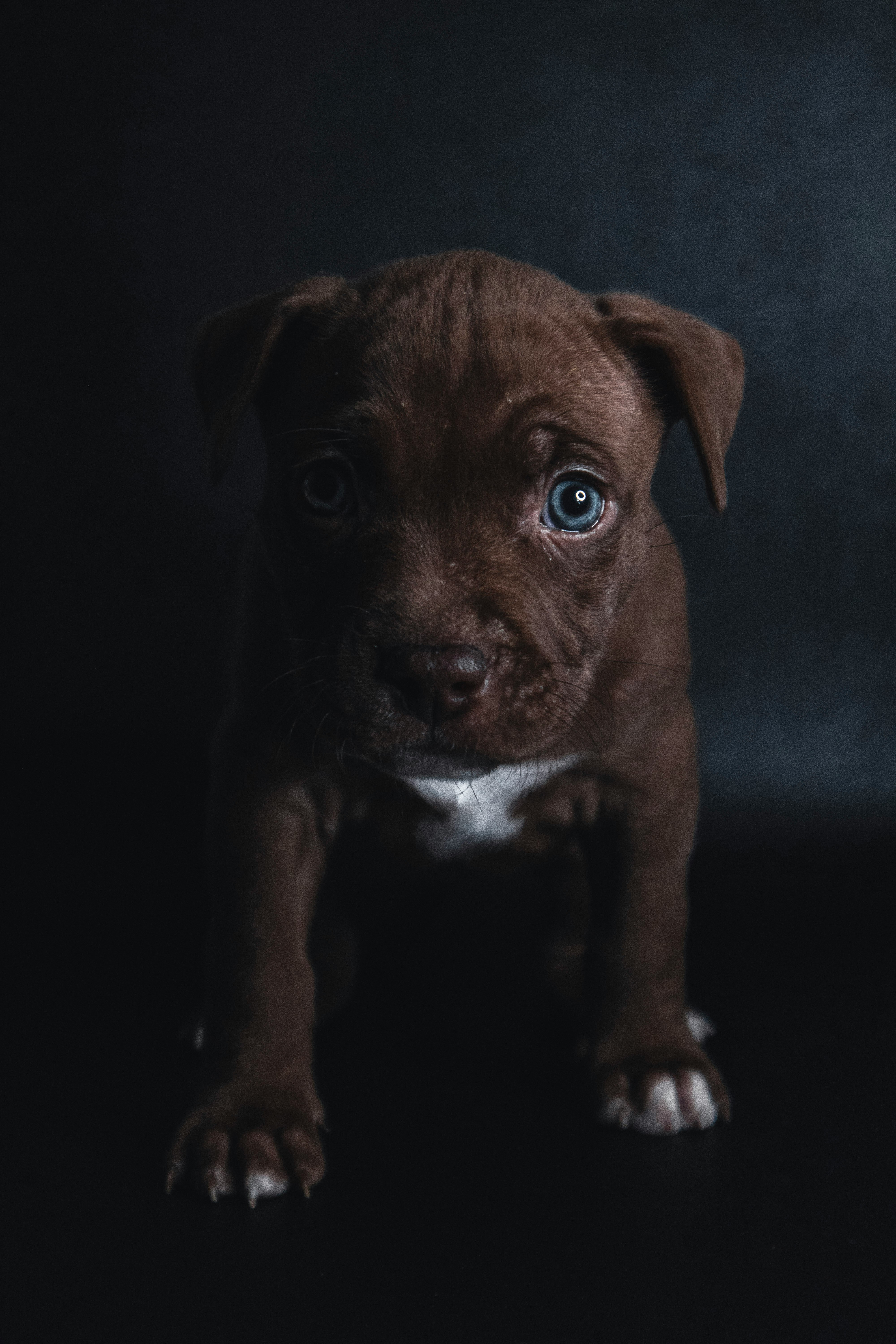 brown and white short coated puppy